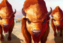 Buffalo Spins Introductory Bonuses Now at Decode Casino Decode Casino
