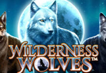 Unleash 40 Free Spins on ‘Wilderness Wolves’ at Miami Club! Miami Club Casino